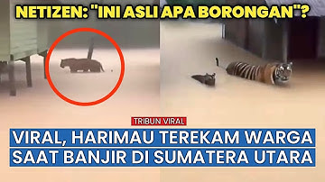 Viral Harimau Berkeliaran di Tengah Banjir Sibolga, ini Faktanya