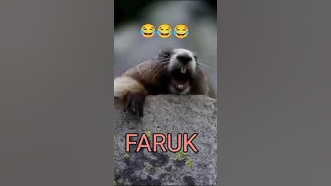 new name in the faruk।new viral pet name in faruk