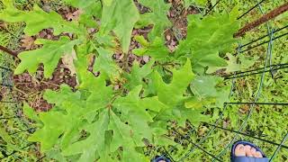 Quercus alba dub bílý