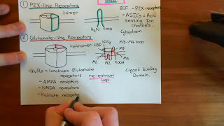 The GABA-A Receptors Part 1