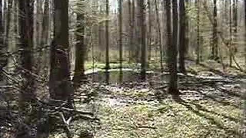 2.5lb High Explosive Rifle target exploding in a swamp