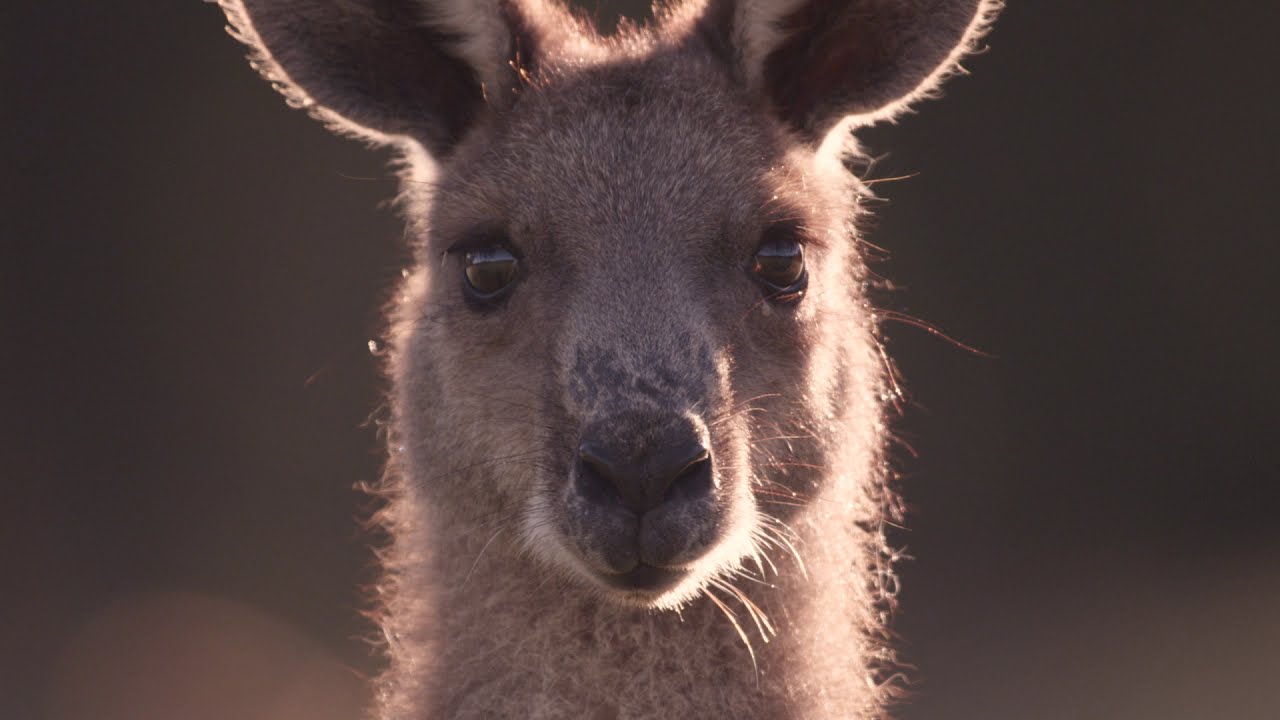 Raza humana disculpa Estable The Ugly Truth Behind Nike's Kangaroo Leather Shoes Exposed in One-Minute  Film | VegNews