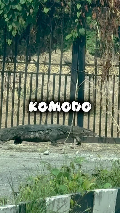 Klu akk kat luar, mesti dia x jadi masuk kedai tp kejar akk🤣