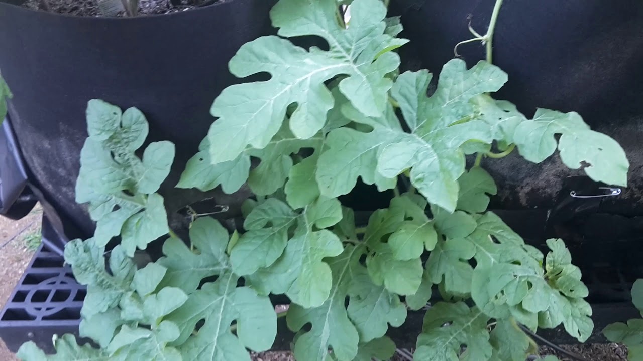 Growing Jubilee Watermelon, Roma Tomatoes And Peppers In Grow Bags Easily And Succssfully!