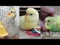 Muhabbet Kuşu ve Sultan Papağanı Yavruları Genel Durum Vlog