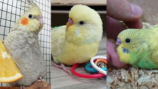 Muhabbet Kuşu Ve Sultan Papağanı Yavruları Genel Durum Vlog