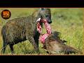 Most Dangerous Hyena Attacks Caught on Camera 2026 | Wild Animals