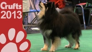 Finnish Lapphund  Best of Breed  Crufts 2013