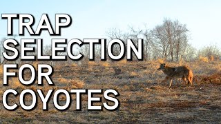 Quais armadilhas usar para capturar coiotes Captura de predadores