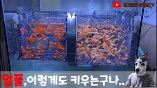 알풀 고수 3인이 말해주는 알풀 이쁘게 키우는 노하우!(이것만 봐도 열대어 마스터 합니다)