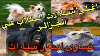 اغلى كلاب في الجزائر و افريقيا /كلاب يربيها اثرياء فقط