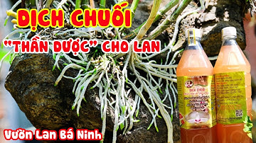 DỊCH CHUỐI "Thần Dược" Cho Lan