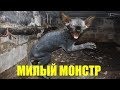 Милый монстр Котя