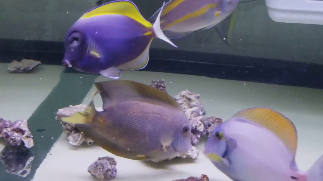 Hybrid Powder Blue Tang 379 Sumatra YouTube