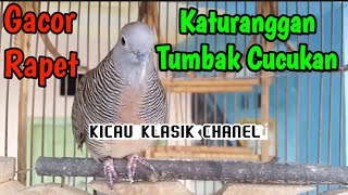 pancingan perkutut lokal gacor, katuranggan Tumbak cucukan