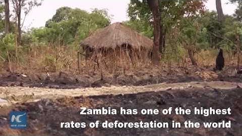 Urgent! Zambia’s forest is vanishing