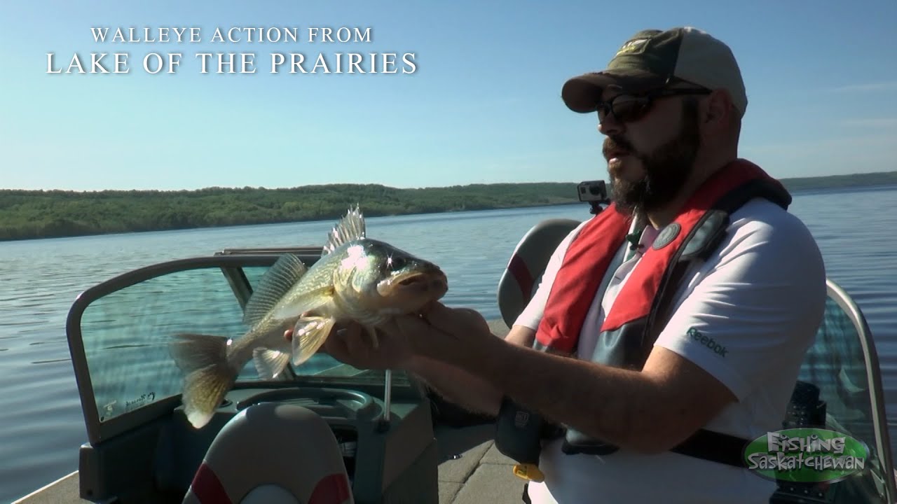 Walleye on Lake of the Prairies