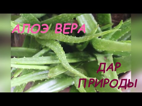 Алоэ Вера - бесценный дар природы, садим правильно или про цветок