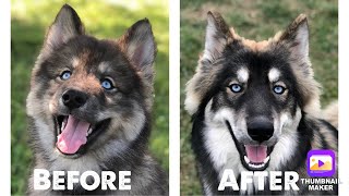 My Agouti Husky Transformation: 8 Weeks to 6 Months