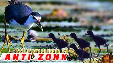 🔴Ampuh‼️Suara Pikat Indukan dan Anakan Burung  Ruak Ruak Langsung Banyak Yang Datang‼️