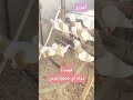 شماره سفارش ۰۹۹۰۷۹۵۴۶۴۱ 