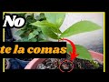 Como germinar semilla de nogal pecan (Carya illinoinensis)