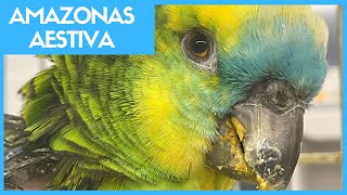 AMAZONAS AESTIVA CON UN BULTO  Veterinario de aves