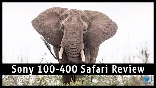 Sony FE 100-400mm f/4.5-5.6 GM OSS w/ 1.4x tele Review on African Safari