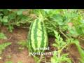 siembra de sandia en tabay corrientes