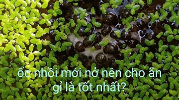 ốc nhồi (bươu đen) mới nở nên cho ăn gì ? ốc dễ ăn dễ tiêu hoá.