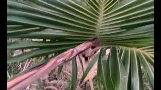 নারকেল গাছের মাথা পচে যাচ্ছে..... প্রতিকার সহ একটি প্রতিবেদন