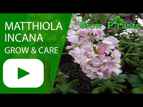 Video: Cómo Cultivar Matthiola