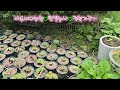 #텃밭농사#정원가꾸기#수확의기쁨#나눔의기쁨#바우새미농원#70대유튜버 2025/7/6(일)