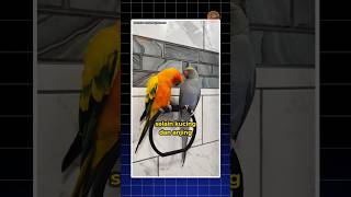 Sun Conure  Why Do So Many People Fall In Love With This Bird shorts sunconure birds pet