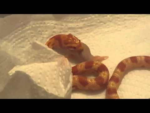 petco hours Peanut The Cornsnake Impatient Peanut 😇🐭