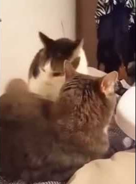 Cat bites cat, but it's Tom and Jerry sounds