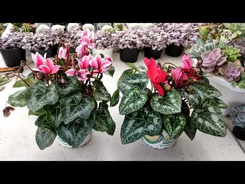 การผสมเกสรต้นไซคลาเมน วิธีดูว่าติดผลหรือไม่ ไซคลาเมน Cyclamen