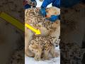 A Touching Story: Polar Bear and Cub Trapped Under Millions of Honeycombs, Hoping for a Miracle