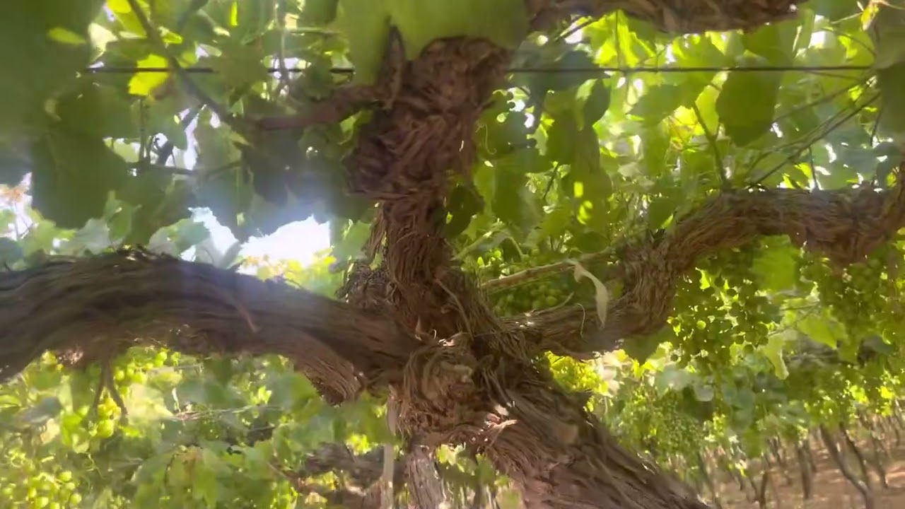 الفيديو الثاني لتجربة تجديد الأشجار المسنة في العنب