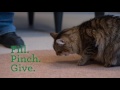 Feline greenies pill pockets treats  how it works