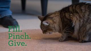 FELINE GREENIES™ PILL POCKETS™ Treats – How It Works