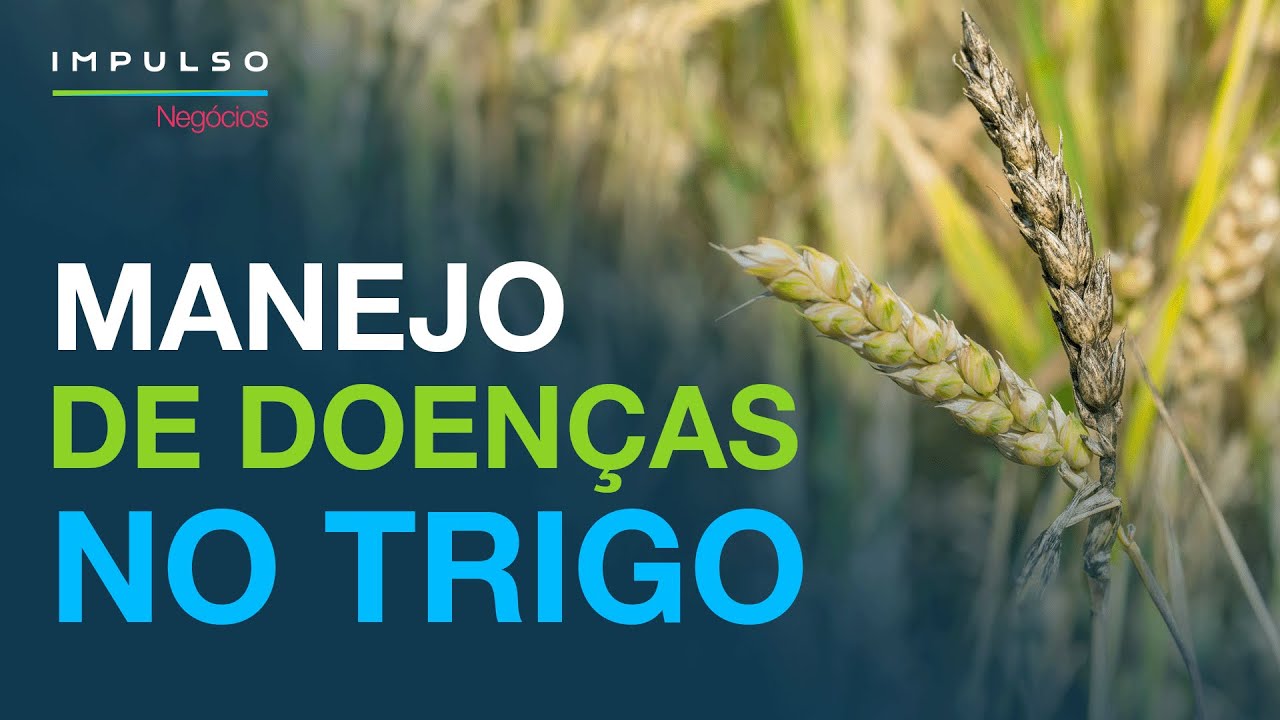 Doenças no trigo: controle para não ter prejuízos! | Impulso Negócios EP. 125