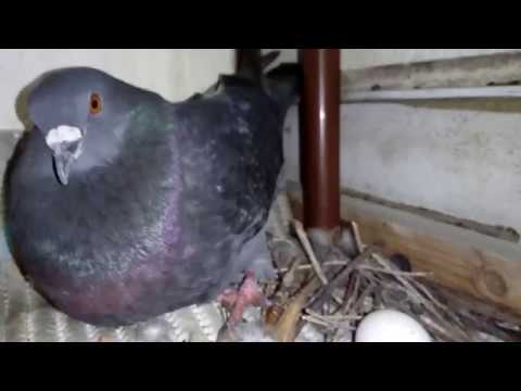 Video: Zakaj Golobi Letijo Na Balkon