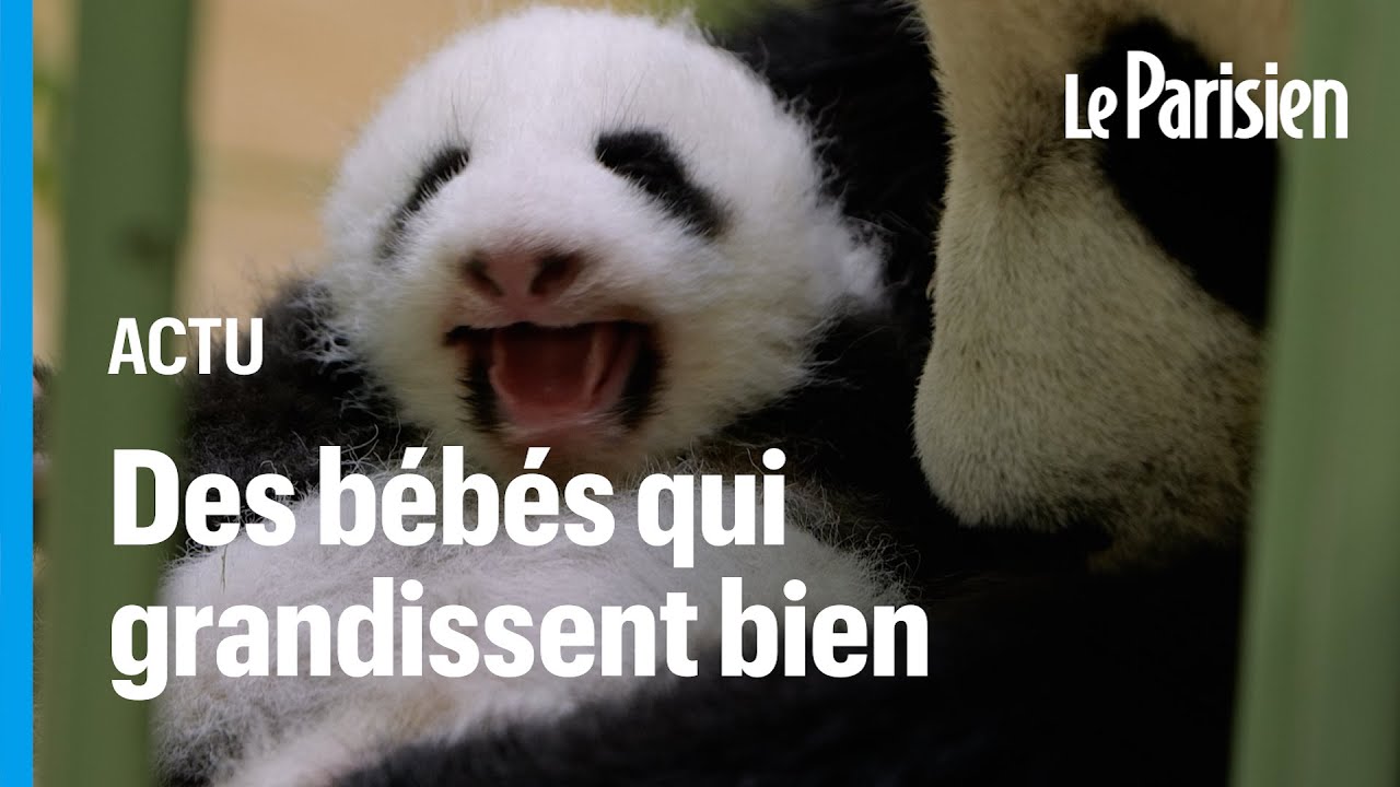 Zoo De Beauval Les Jumelles Pandas Grandissent Et Ont Ouvert Les Yeux Youtube