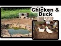 RAISING CHICKENS & DUCKS together- how we set up our coop for ducks and chickens