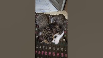 20 Minutes of Adorable Kittens 😍 | BEST Compilation #viral #viralvideo #viralshorts