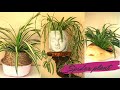 How to grow and care Spider plant||Water,sunlight,fertilizer,potting mix for spider plant
