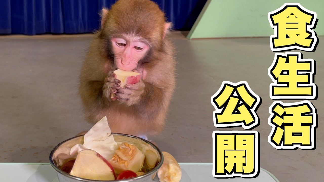 My parents are YouTubers, but I'm a monkey and they feed me these