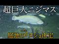【池の主決定】70cmを超える超巨大魚！衝撃サイズのニジマスを池に放流！
