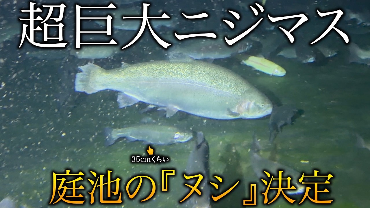 【池の主決定】70cmを超える超巨大魚！衝撃サイズのニジマスを池に放流！